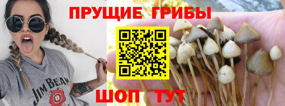 Галлюциногенные грибы Psilocybine cubensis Курган